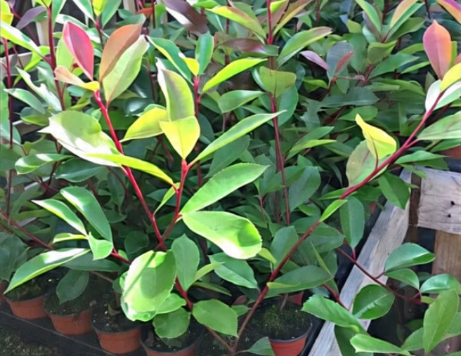 100 Red Robin Hedging Photinia Evergreen Plants Fast Growing 25-40cm Potted