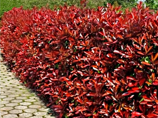 100 Red Robin Hedging Photinia Evergreen Plants Fast Growing 25-40cm Potted