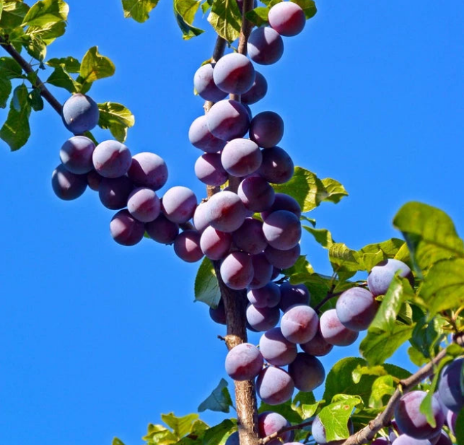 Czar Plum Tree 4-5ft Self Fertile,Ready to Fruit,Good For Cooking or Eating