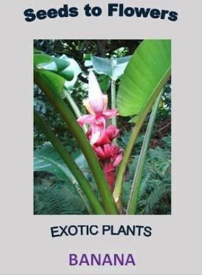 Banana Musa velutina 20 seeds
