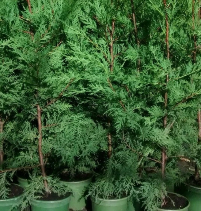 10 Green Leylandii Hedging Evergreen Conifer Plants 3-4ft Large 3 Litre Pots