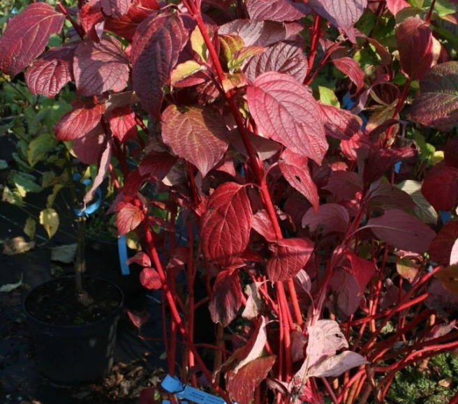 10 Red Dogwood 2-3ft Hedging Plants, Beautiful Red Bark Cornus Alba Sibirica