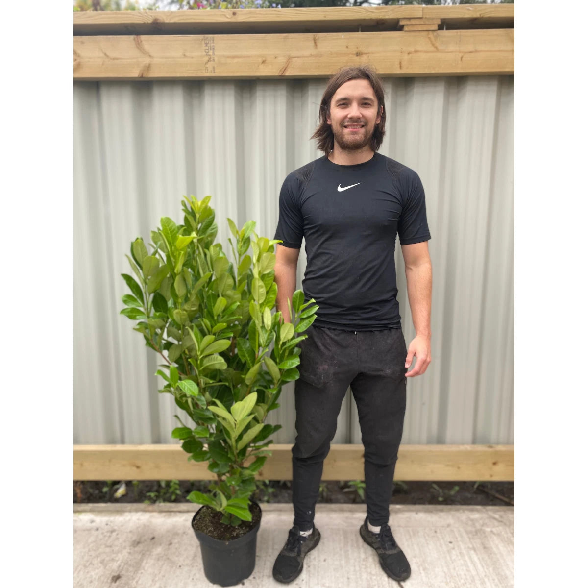 4-5ft Potted Cherry Laurel Hedging (120-150cm) 10 plants
