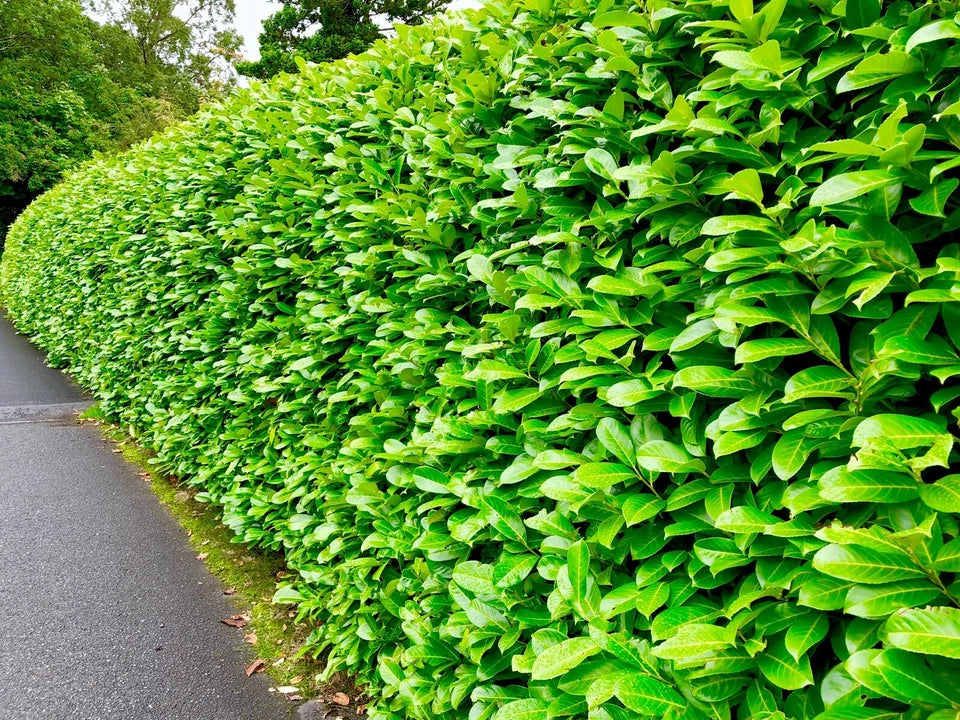 2-3ft Cherry Laurel Hedging 60-90cm Evergreen Laurels for hedging 2l potted