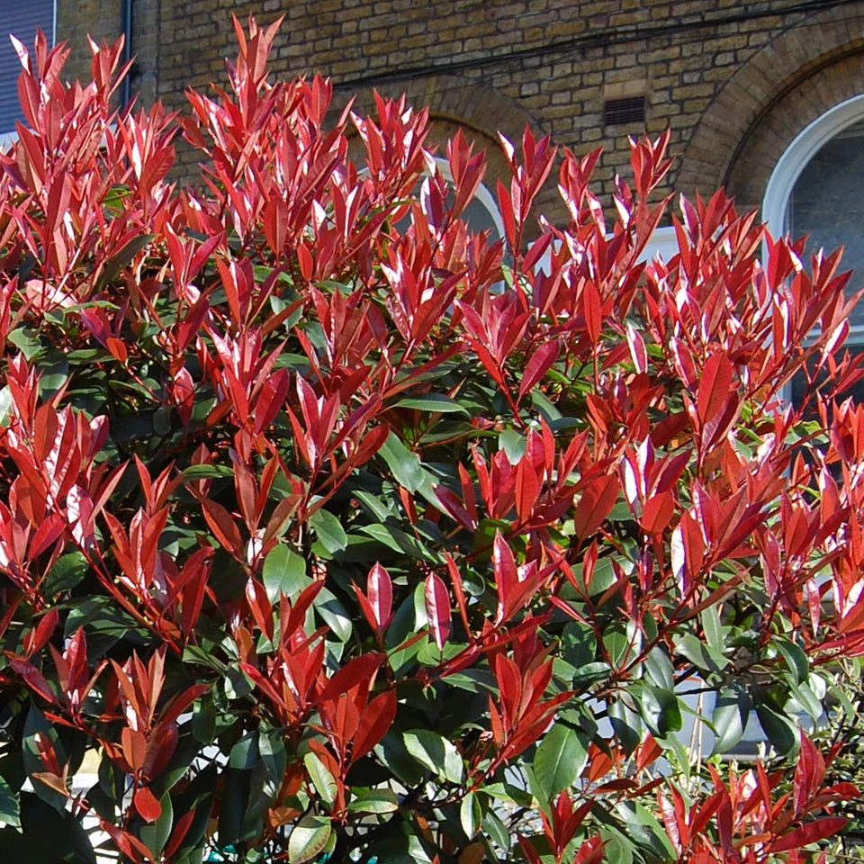 Photinia 'Little Red Robin' Standard Tree 70-80cm