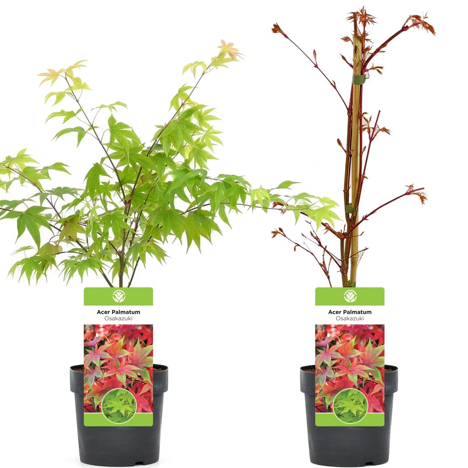 Acer palmatum 'Osakazuki', Japanese Maple Deciduous Garden Plant Tree In Pot