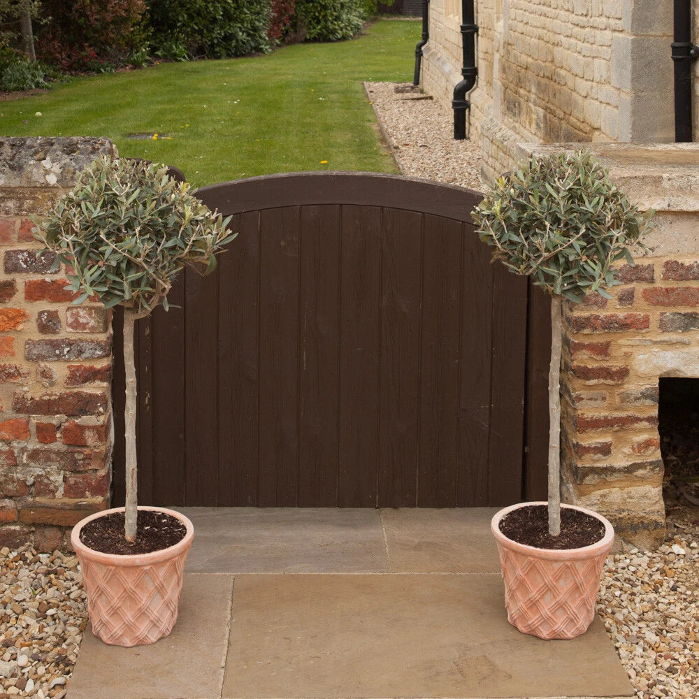 Yougarden Olive Tree Standard 80cm Tall