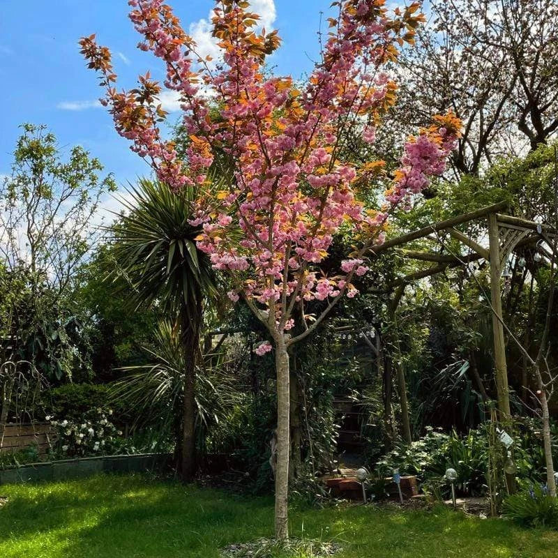 Prunus serrulata Kanzan Japanese Cherry Blossom Tree Ornamental Garden plant (4-5ft,9L Pot)