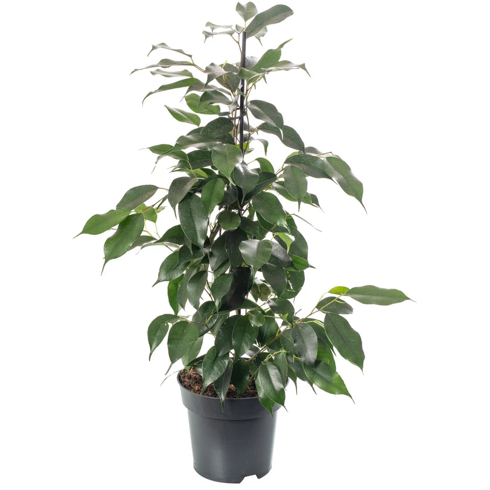 Weeping Fig Large Indoor House Plant Real Ficus Danielle Evergreen Tall Plants