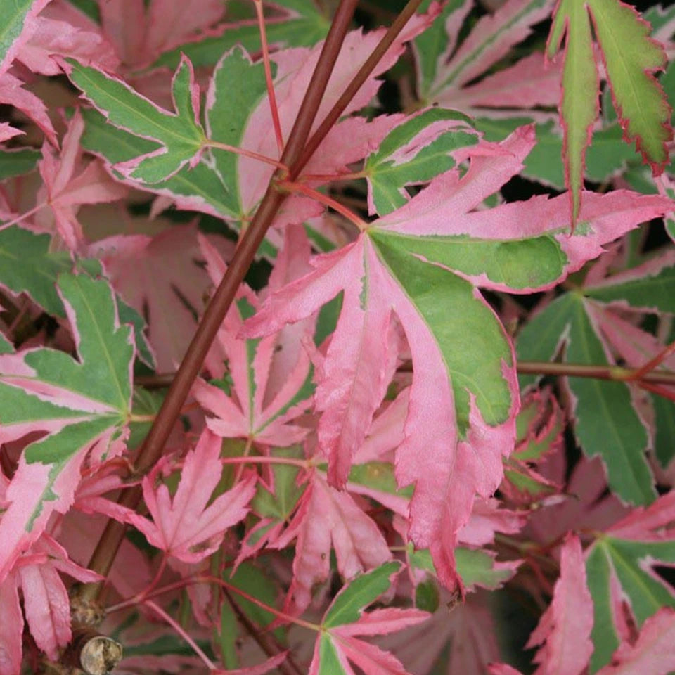 Acer palmatum Taylor - Japanese Maple | Large Outdoor Garden Ready Tree in Pot