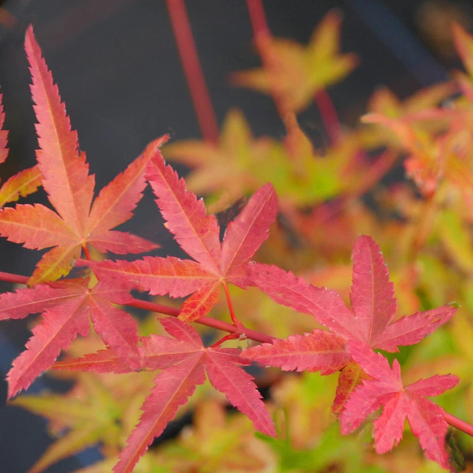 3 x Acer Plant Collection - 11cm Pots - Vars Atropurpureum - Orange Dream
