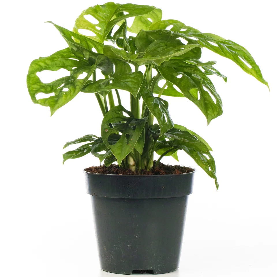 Vibrant Monstera Obliqua Monkey Leaf Indoor Potted Houseplant 20-30cm with Pot