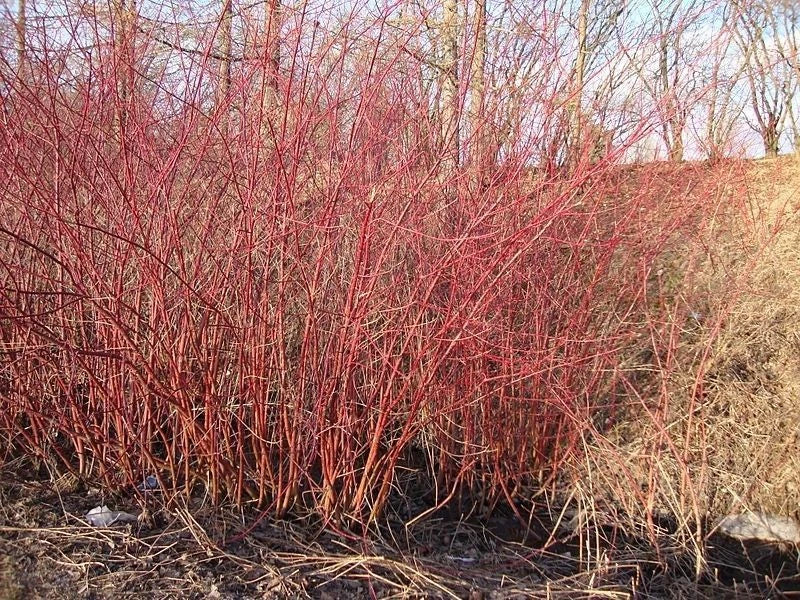 10 Red Dogwood 2-3ft Hedging Plants, Beautiful Red Bark Cornus Alba Sibirica