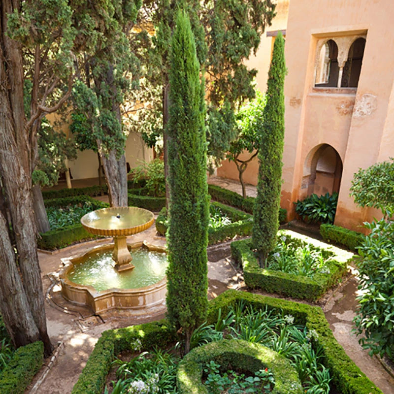 Pair of Italian Cypress Trees 90-120cm Tall, Ornamental Evergreen Shrubs Potted