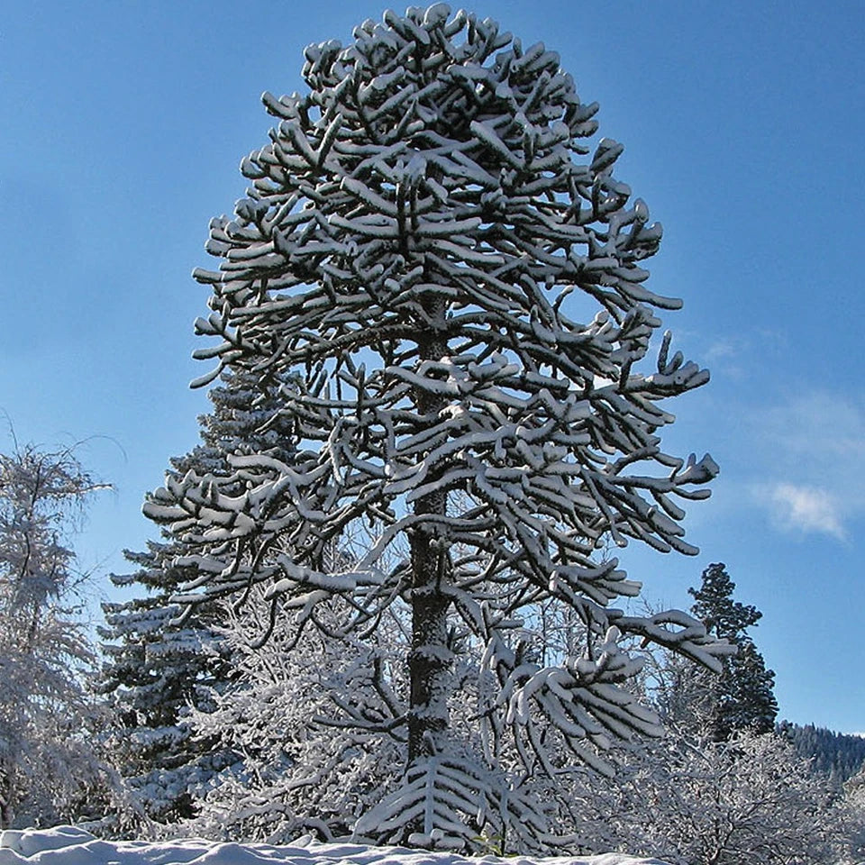 Araucaria Araucana Monkey Puzzle Tree Outdoor Garden Strong Healthy Plant in Pot