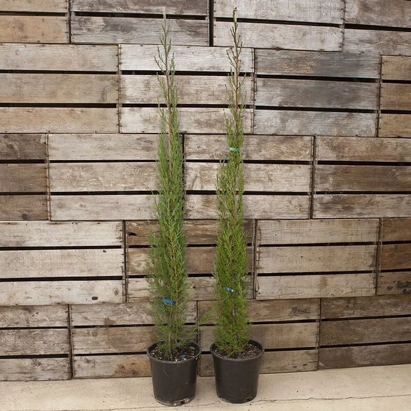 Pair of Italian Cypress Trees Ornamental Ever- green Shrubs, 2 sizes