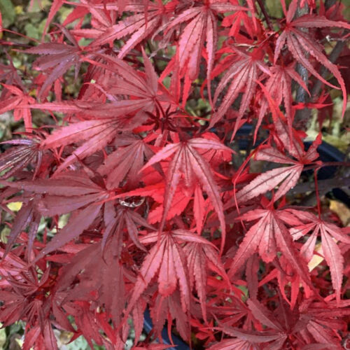 Acer palmatum Shaina - Japanese Maple | Large Outdoor Garden Ready Tree in Pot
