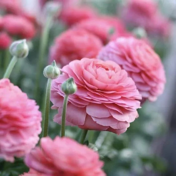 20 Ranunculus Asiaticus PINK Summer Flowering Bulbs Persian Buttercup Corms