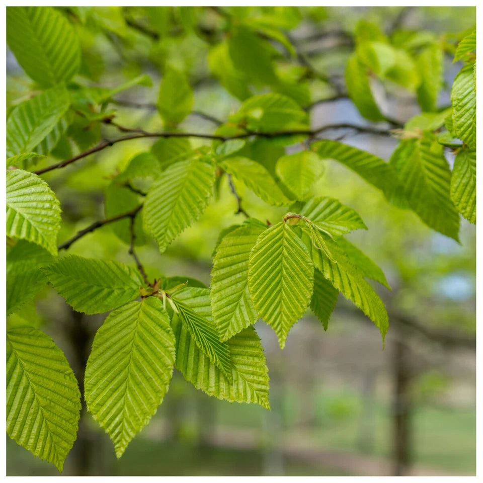 1-2ft Hornbeam native semi evergreen hedge plants bare root hedging good for damp soil