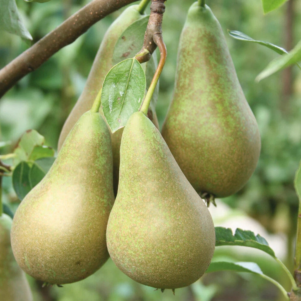 Pear Fruit Tree Plant Garden Standard Patio Hardy Conference 1 x 9cm Pots