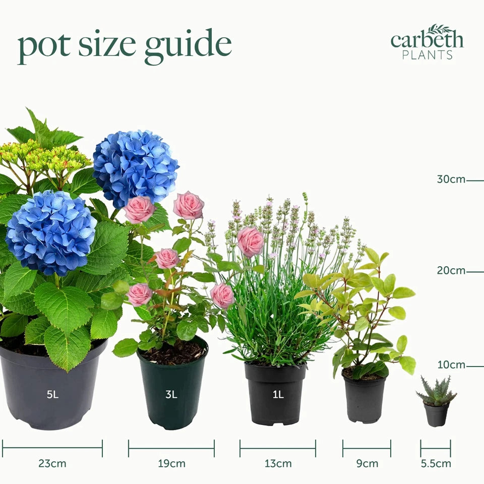 Patio Apple Tree - Mixed Varieties - Patio Fruit Tree 2-4ft in 5 Litre Pot