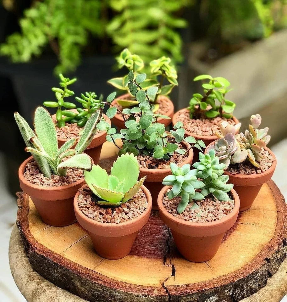 10 Mixed Indoor Plants - 5 Succulents & 5 Cactus Mini Houseplants in 5.5cm Pots