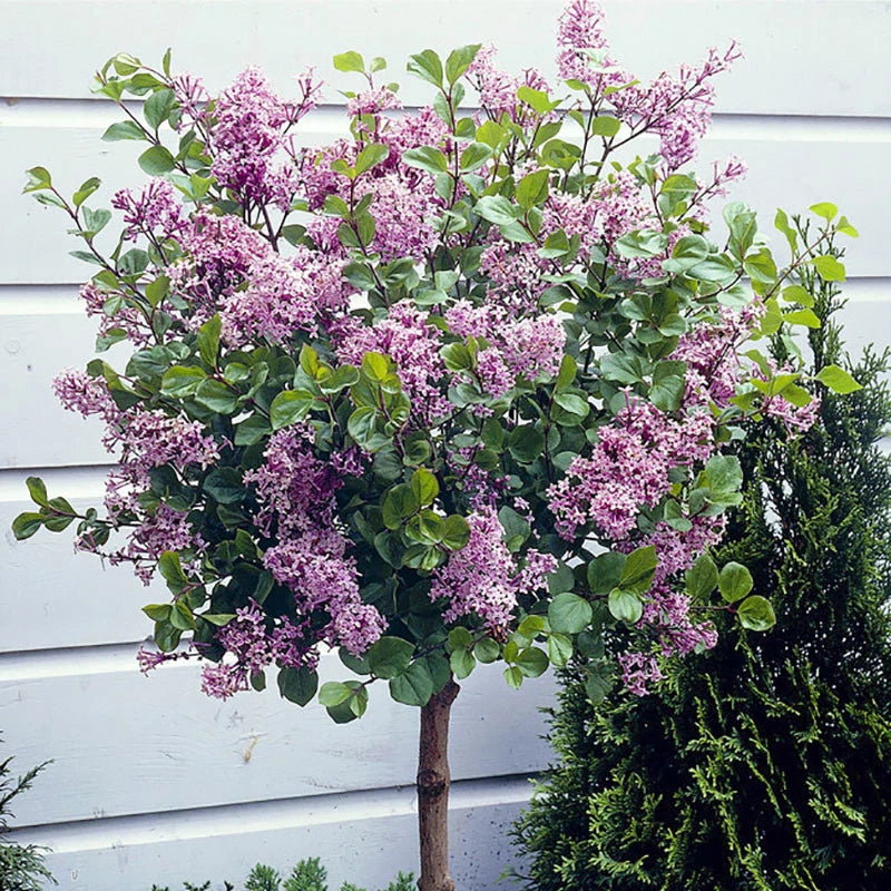 Standard Lilac Trees, Syringa Palibin, Double Flowering, 90-120cm, 3L Pots