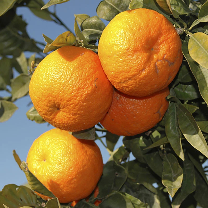 Orange Tree Plant Large Fully Mature Seedless Citrus Fruit in Pot 80cm Tall