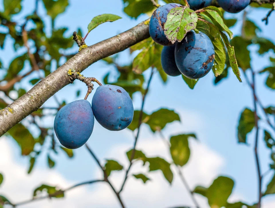 Czar Plum Tree 4-5ft Self Fertile,Ready to Fruit,Good For Cooking or Eating