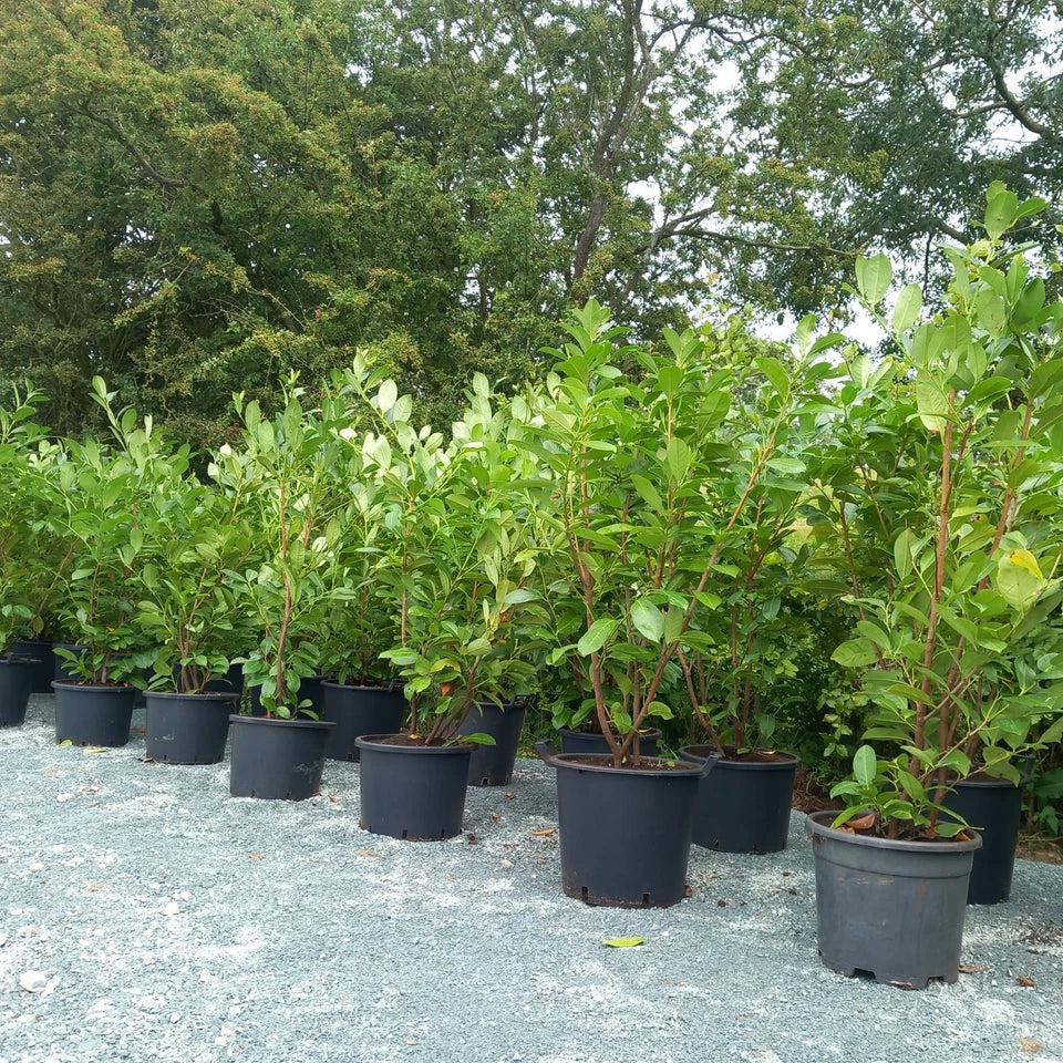 Laurel hedging plant(s) 20/30l pot 180-200cm height