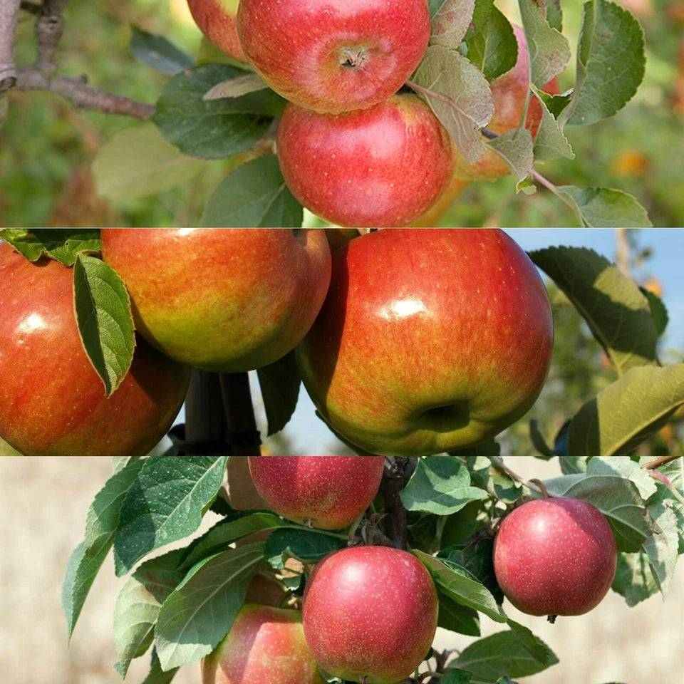 Patio Apple Tree - Mixed Varieties - Patio Fruit Tree 2-4ft in 5 Litre Pot
