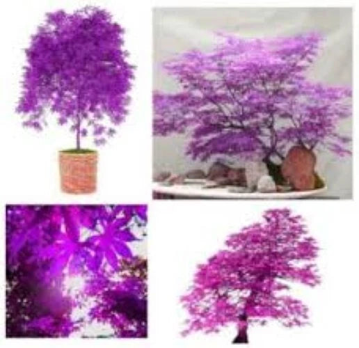 Seeds Purple Ghost Japanese Maple Bonsai Tree