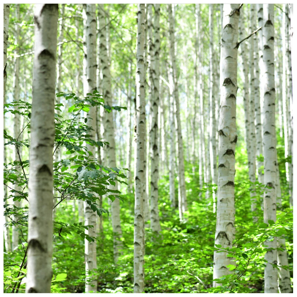 5 Silver Birch Native Trees 3-4ft Hedges Betula Pendula,2 Yr Old & Feathered
