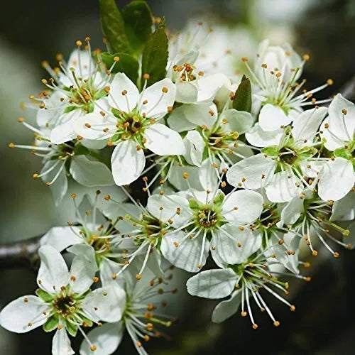 10x Hawthorn Hedging Plants, Wildlife Friendly 2-3ft In 1L Pot, Hawthorne Hedges