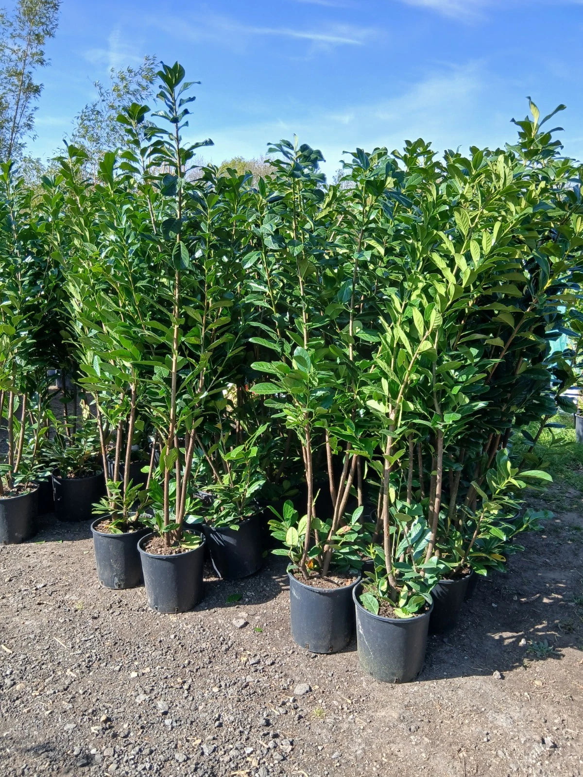 6ft 4x Cherry Laurel Hedging Plants Evergreen Amazing Quality 180cm 20L Pots