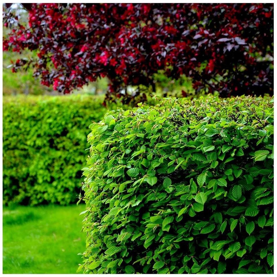 1-2ft Hornbeam native semi evergreen hedge plants bare root hedging good for damp soil