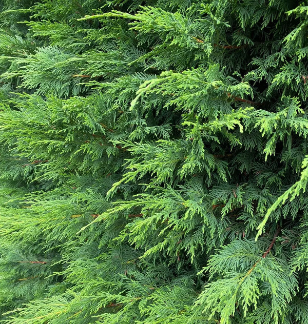 10 Green Leylandii Hedging Evergreen Conifer Plants 3-4ft Large 3 Litre Pots
