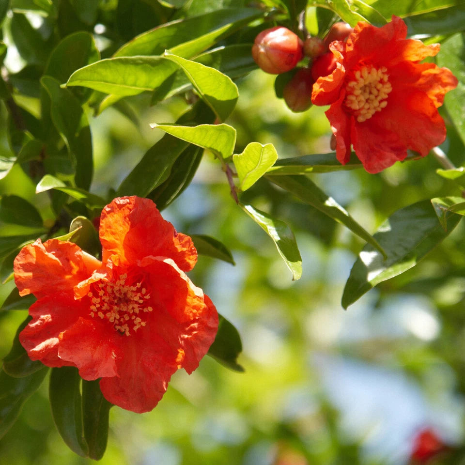 Dwarf Pomegranate Bush, Punica Nana , Hardy Compact Fruit Shrub,9cm Pot