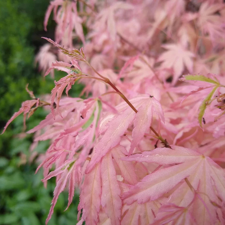 Acer palmatum Taylor - Japanese Maple | Large Outdoor Garden Ready Tree in Pot