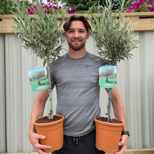Large Olive Tree Plants x 2 Lollipop Olea Europea Evergreen 4L Pot 110-120cm