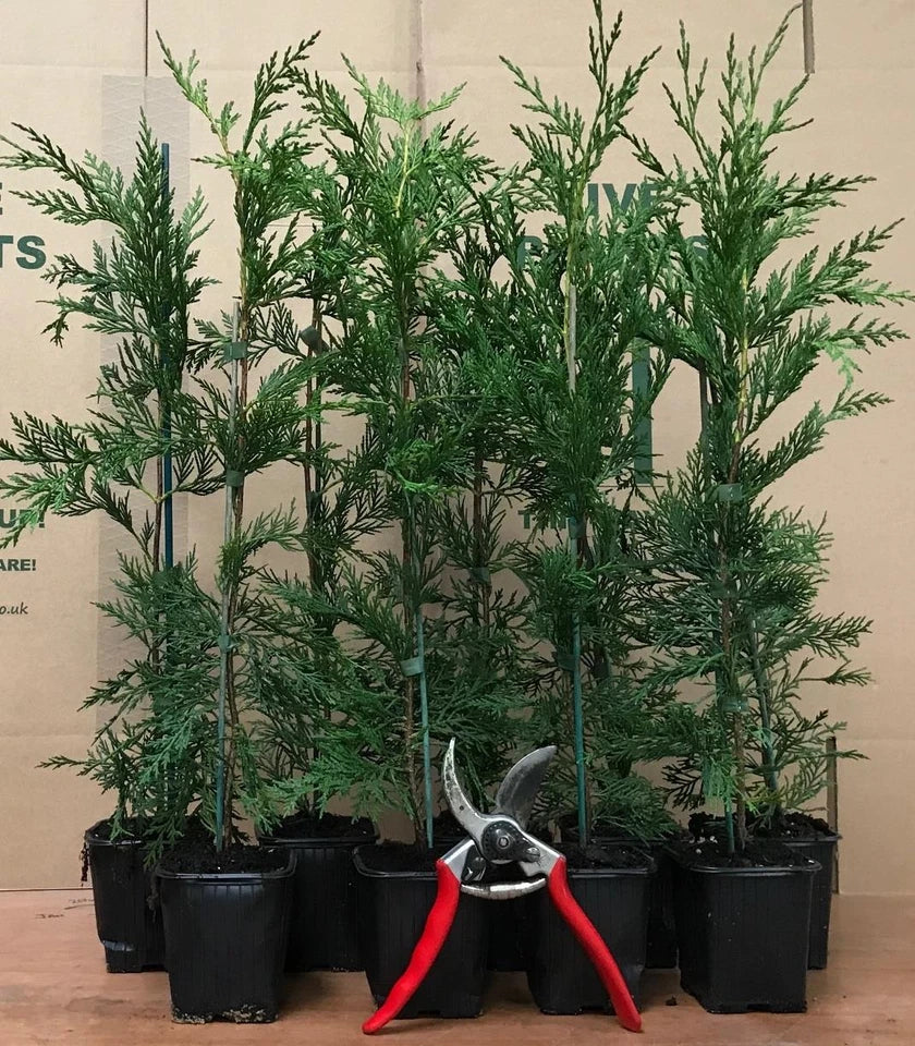 10 Green Leylandii Hedging Evergreen Conifer Plants Fast Growing 40-60cm Potted