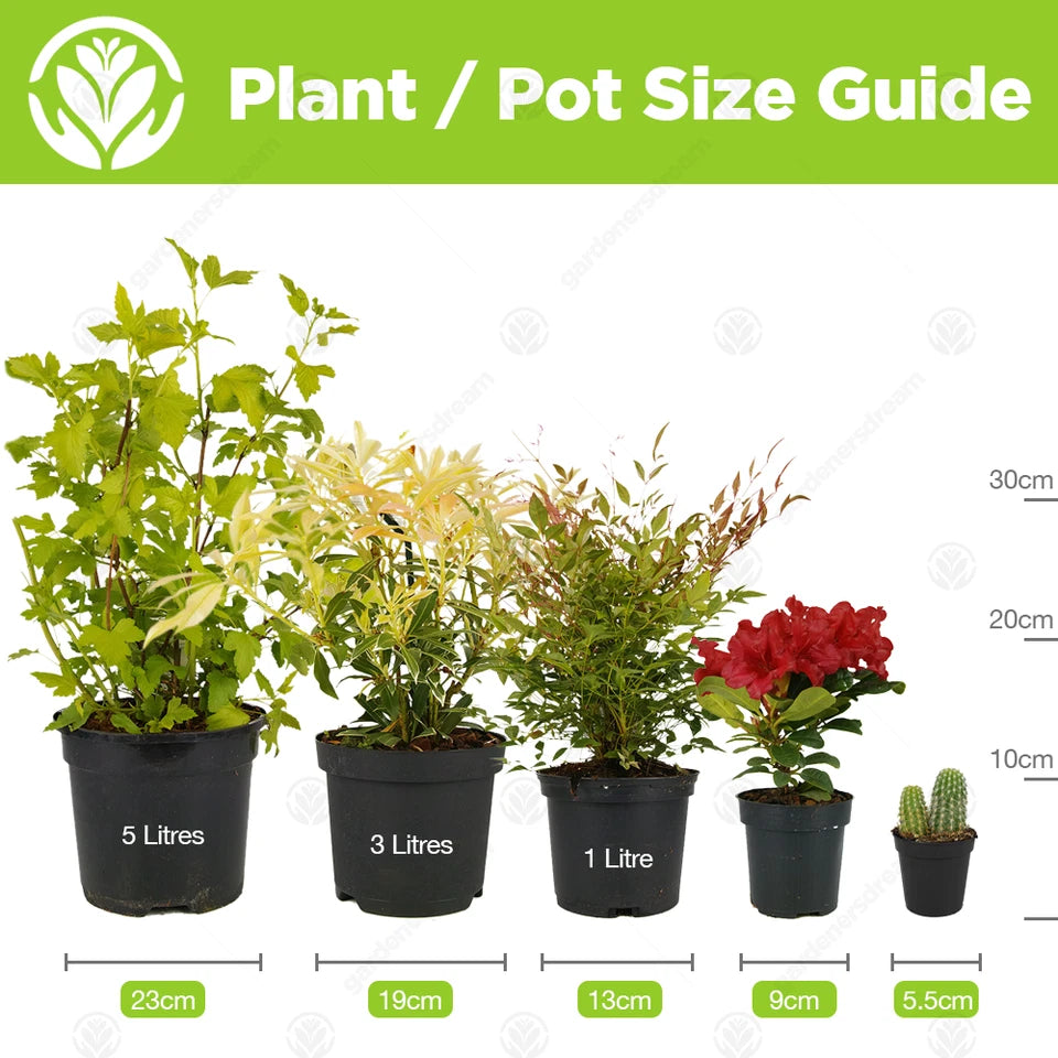 Acer palmatum Shaina - Japanese Maple | Large Outdoor Garden Ready Tree in Pot