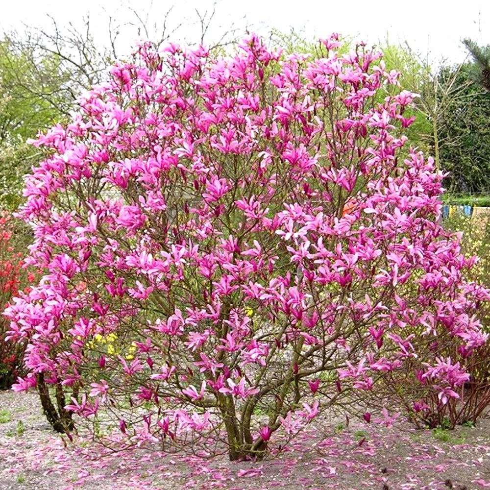 Pair Of Magnolia Betty Deciduous Hardy Garden Shrub Fuchsia Pink Flowers in 9cm Pot
