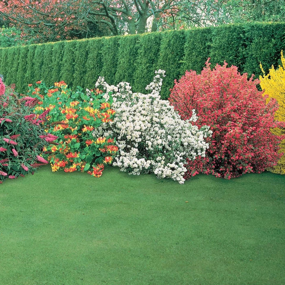 5 x Mixed Established Garden Shrubs In 9cm Pots