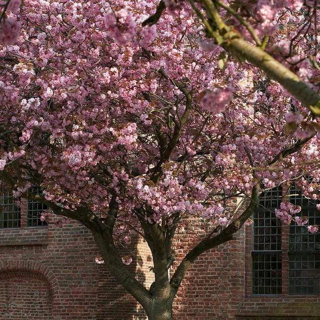 Prunus serrulata Kanzan Japanese Cherry Blossom Tree Ornamental Garden plant (4-5ft,9L Pot)
