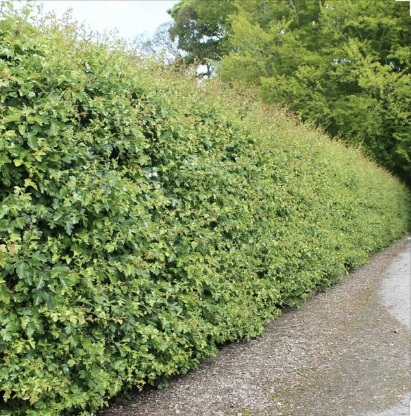 10x Hawthorn Hedging Plants, Wildlife Friendly 2-3ft In 1L Pot, Hawthorne Hedges