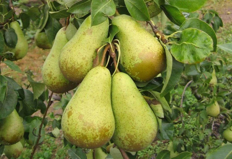 Conference Pear Tree 4-5ft Tall, Self-Fertile & Heavy Cropper, Ready to Fruit
