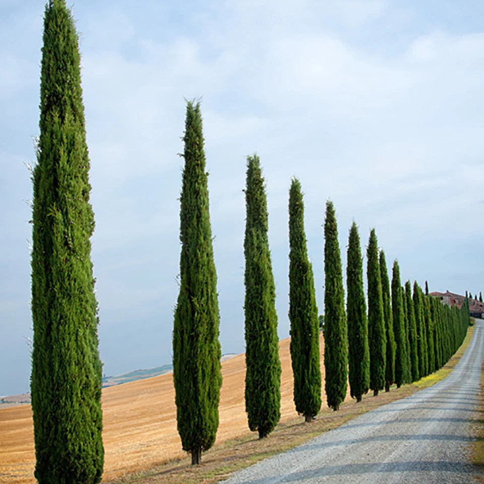 Pair of Italian Cypress Trees 90-120cm Tall, Ornamental Evergreen Shrubs Potted