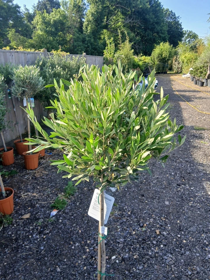 A pair of Standard Olive Trees approx.90cm inc.pot