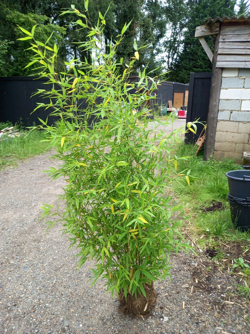 Phyllostachys bissetii bamboo clump screening JUMBO LIVE ROOT BALL approx 5-6ft